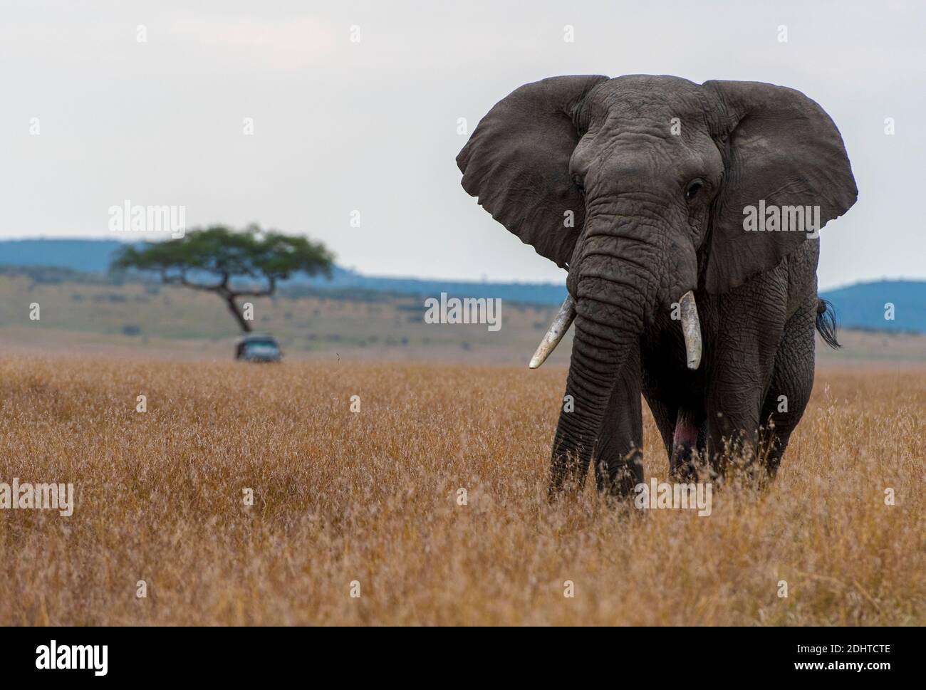 Éléphant d'Afrique (Loxodonta africana) sur la savane de Maasai Mara, kenya. Banque D'Images