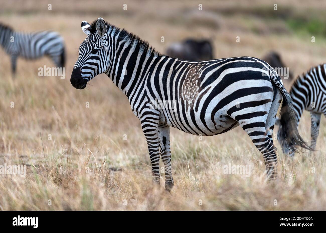 Atypican strié patron sur un zèbre (Equus quagga), peut-être causé par une mutation. Maasai Mara, Kenya. Banque D'Images