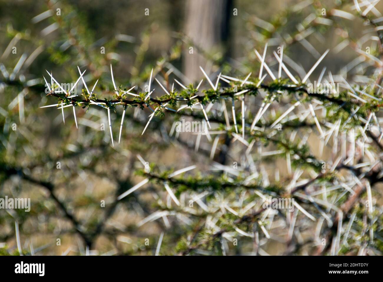 Des épines longues et tranchantes poussent sur une plante du parc national d'Etosha, réserve faunique, Namibie. Banque D'Images