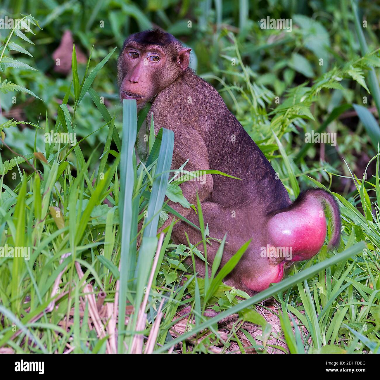 Femelle du macaque à queue de cochon du sud (Macaca nemestrina) de Tabin, Sabah, Bornéo. Le gonflement mais signes que cette femelle est prête à s'accoupler. Banque D'Images