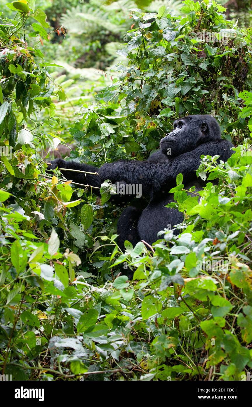 Gorilla de montagne (Gorilla berengei berengei) du parc national impénétrable de Bwindi, Ouganda. Banque D'Images