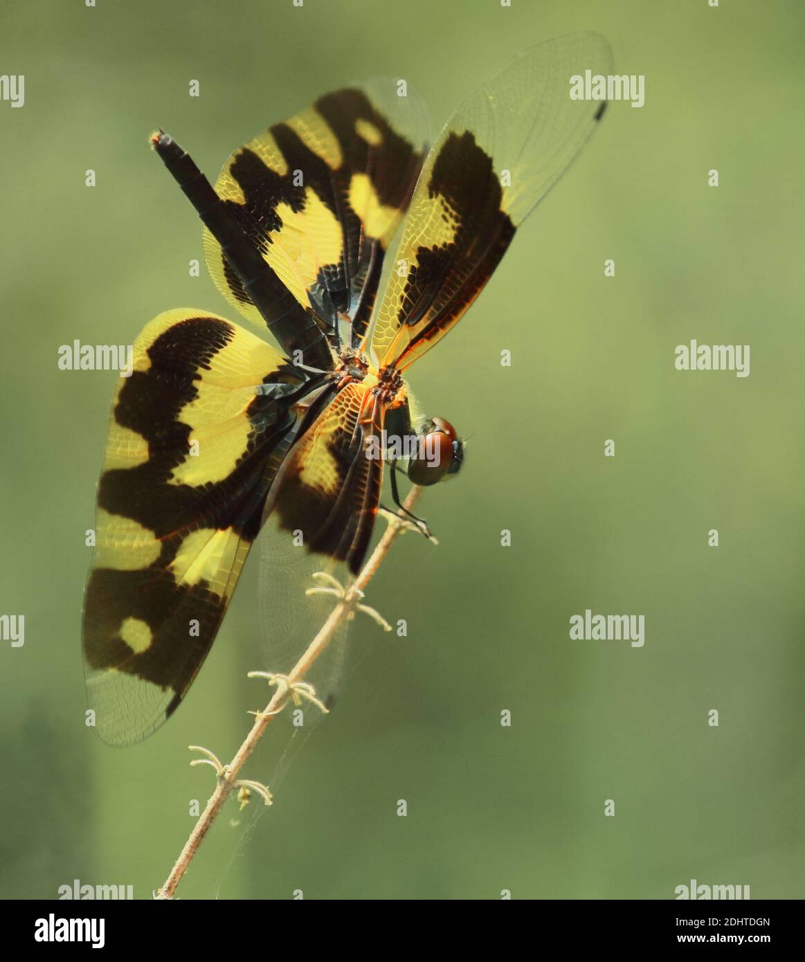 une libellule femelle commune (rhyothemis variegata) est assise sur une branche dans une forêt tropicale, bengale occidental, inde Banque D'Images