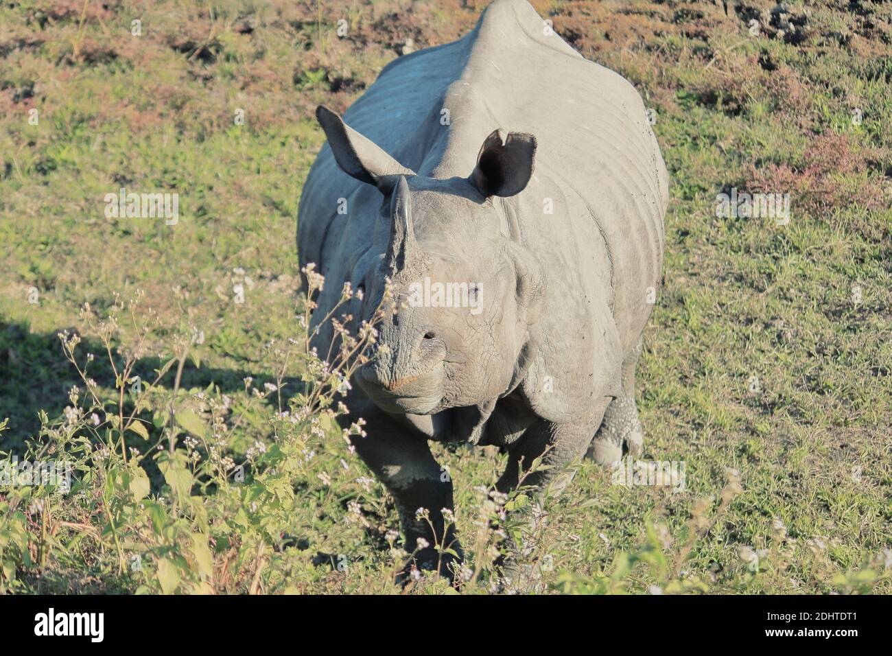 espèce menacée, un rhinocéros indien (rhinocéros unicornis) dans le parc national du kaziranga (site du patrimoine mondial de l'unesco) assam, dans le nord-est de l'inde Banque D'Images