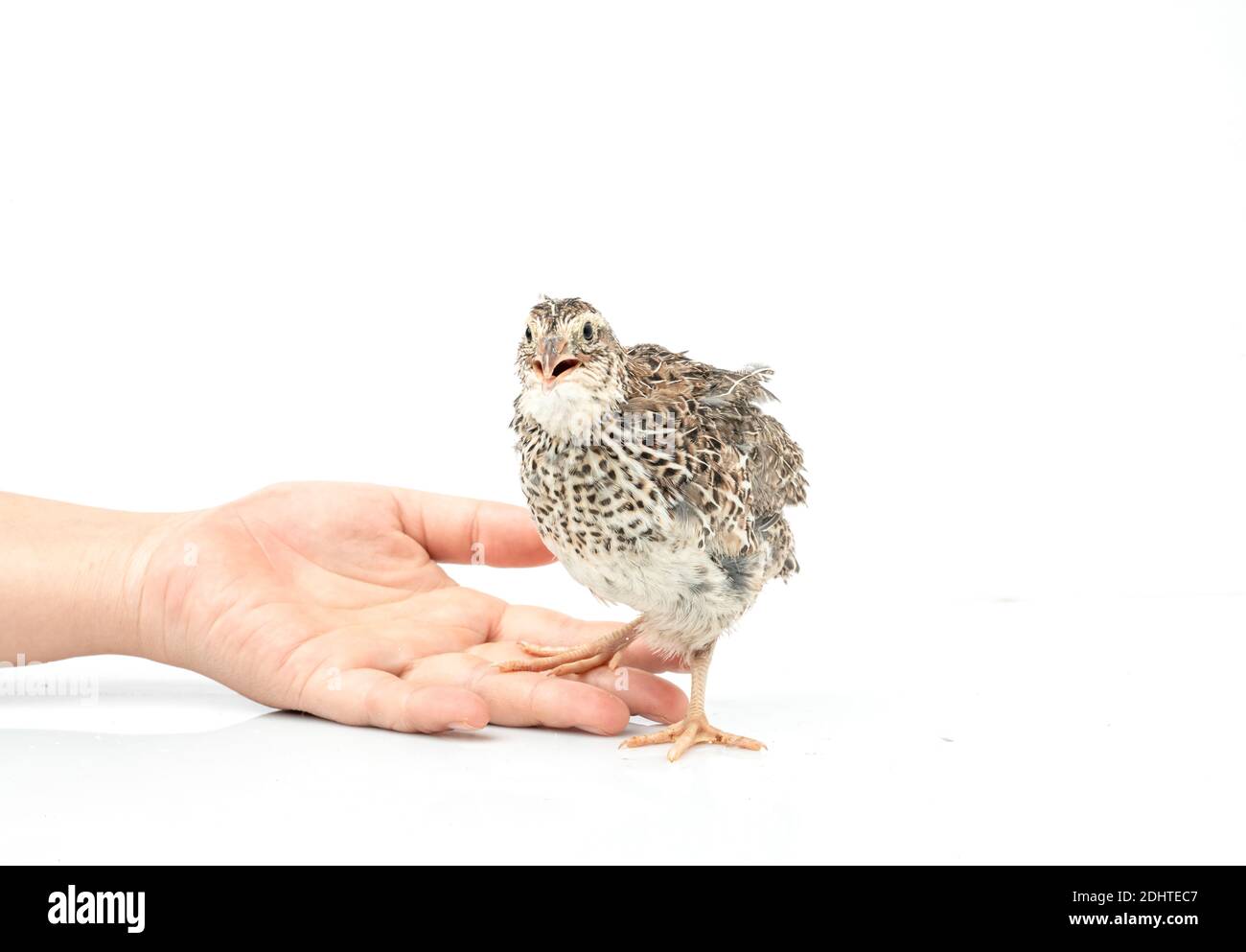 Caille japonaise isolée sur fond blanc. Banque D'Images