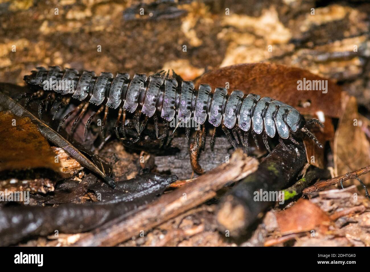 Tracteur millipede, famille Platyrhacidae (possiblement Barydesmus sp.), du parc national Gunung Gading, Sarawak, Bornéo. Banque D'Images