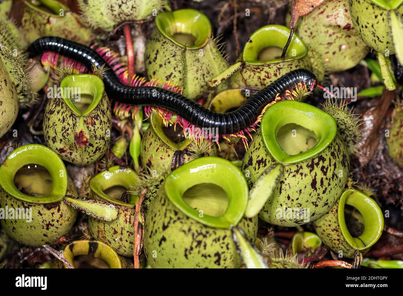 Le millipede géant à pattes de flamme (Trigoniulus macropygus, d'environ 15 cm de long) rampant sur des plantes de pichet (Nepenthes ampullaria) à Gunung Gading National Pa Banque D'Images