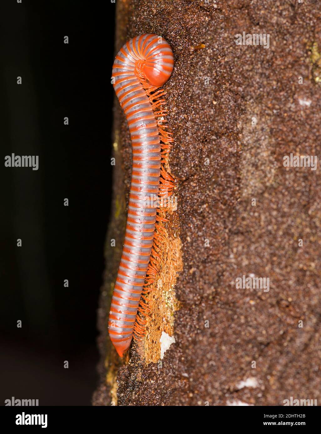 Millipedre rouillé (peut-être Trigoniulus corallinus) du parc national de Tanjung Puting, Kalimantan, Bornéo, Indonésie Banque D'Images