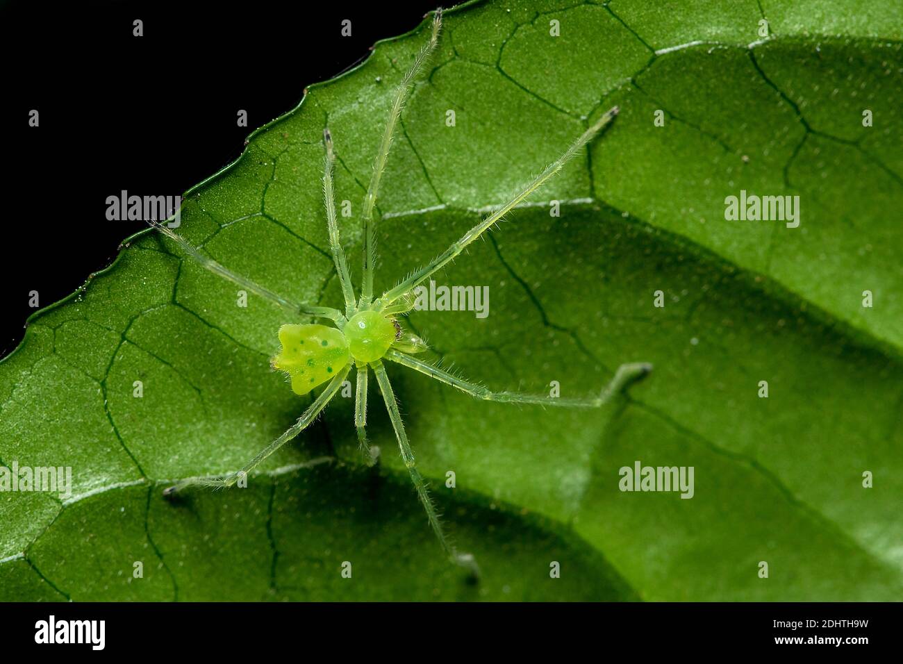 Petite araignée non identifiée de forme étrange et verte claire provenant du parc national d'Andasibe, Madagascar. Banque D'Images