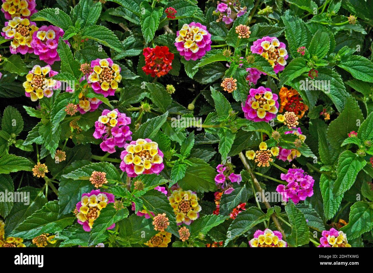 Floraison Lantana camara dans un jardin à Chypre Banque D'Images