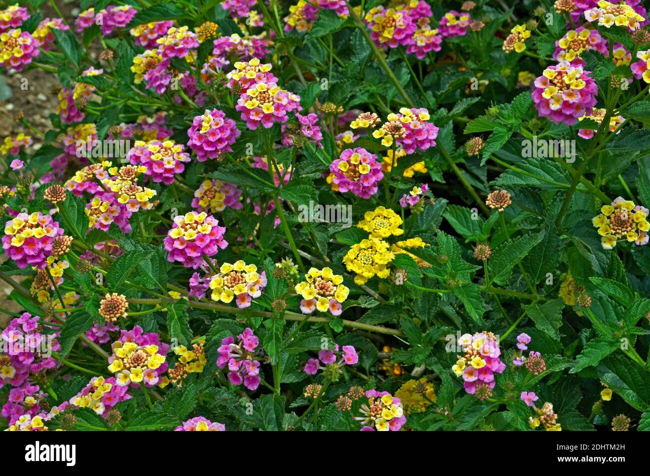 Floraison Lantana camara dans un jardin à Chypre Banque D'Images