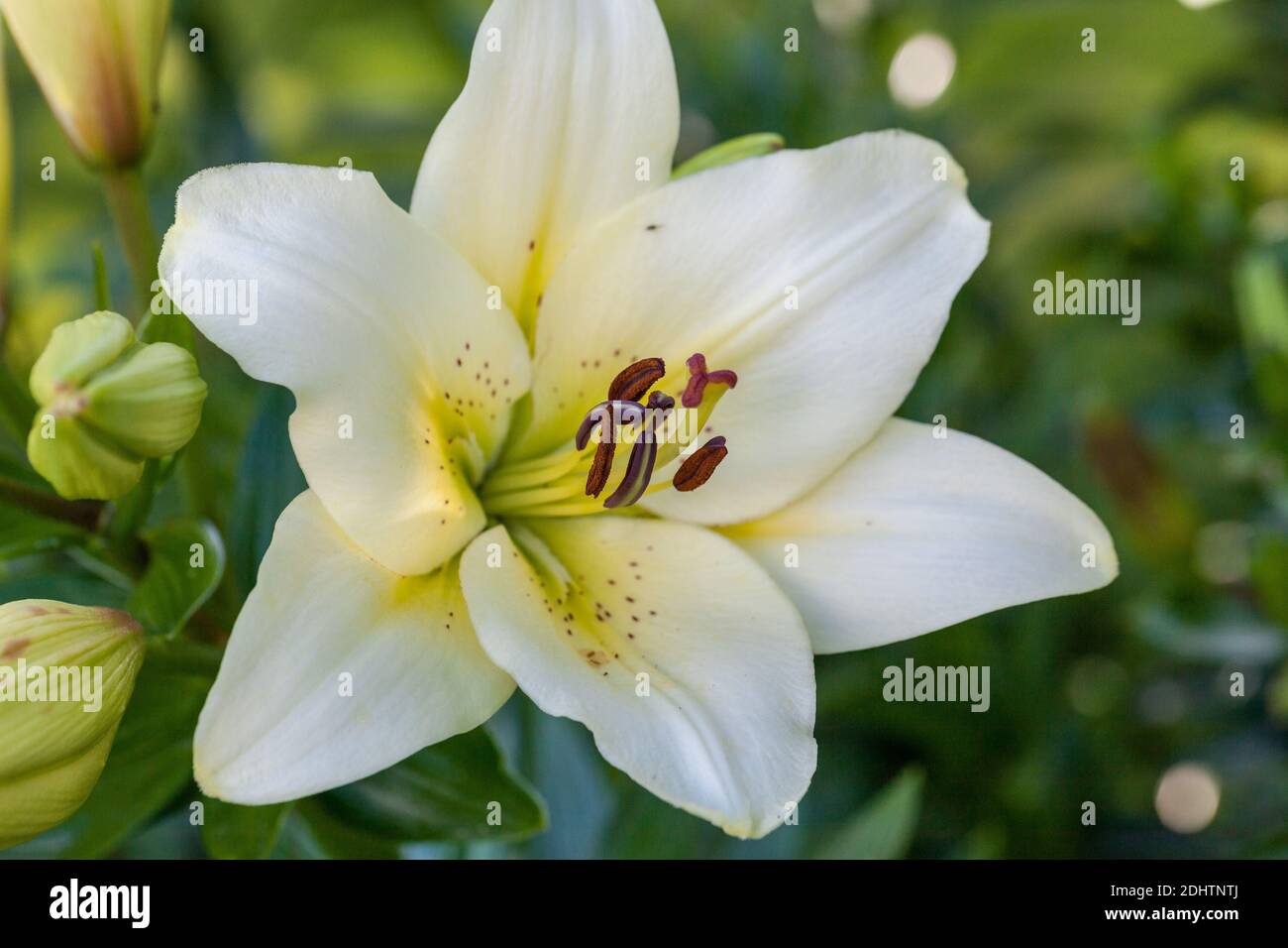 'Vit, Gul, Röd' Asiatic Lily, Asiatisk lilja (Lilium asitica) Banque D'Images