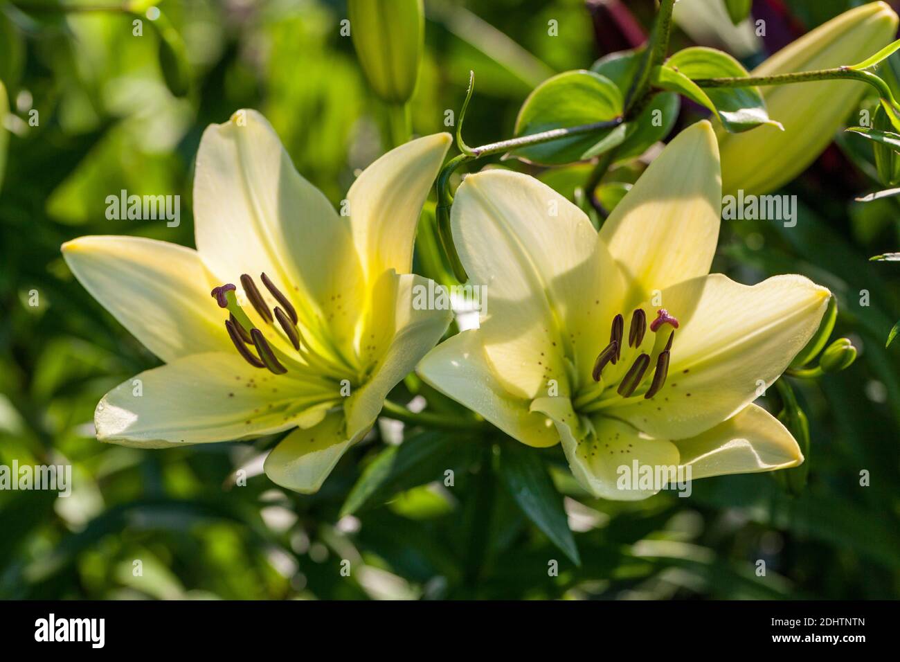 'Vit, Gul, Röd' Asiatic Lily, Asiatisk lilja (Lilium asitica) Banque D'Images