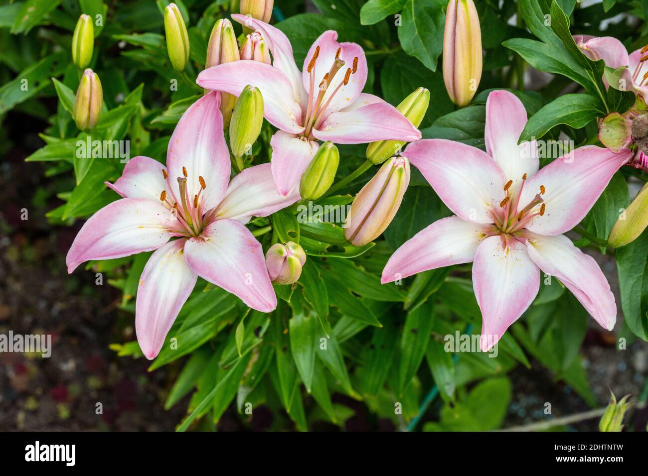 LALLYPOP, Lily pop asiatique, lilja asiatique (Lilium spp.) Banque D'Images