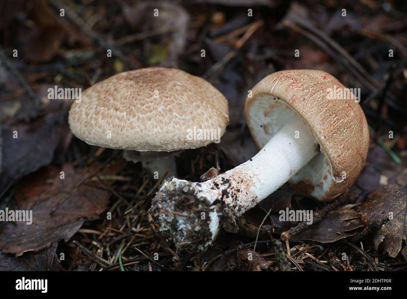 Agaricus langei, connu sous le nom de Scaly Wood Mushroom, champignons sauvages de Finlande Banque D'Images