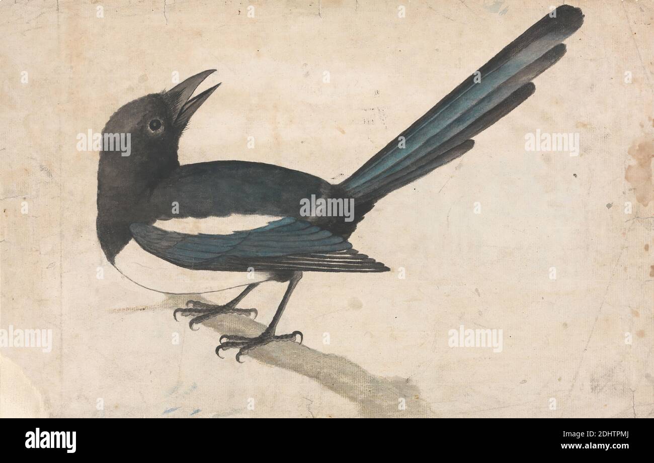 A Magpie, John Bewick, 1760–1795, British, non daté, aquarelle, graphite et stylo et encre noire sur papier crème moyenne, légèrement texturé, porté sur papier à feuilles de bois crème modérément épais, légèrement texturé, feuille: 8 × 12 1/4 pouces (20.3 × 31.1 cm) et support: 10 × 14 1/4 pouces (25.4 × 36.2 cm), art des animaux, oiseaux, branche, magpie, perche Banque D'Images