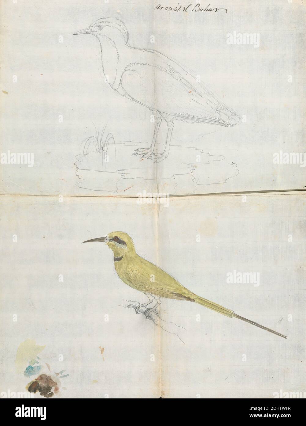 2 oiseaux 'Aroust el Bahar', Luigi Balugani, 1737–1770, italien, ca. 1768, Graphite et aquarelle sur papier crème, moyen, légèrement texturé, feuille: 17 3/8 × 13 1/2 pouces (44.1 × 34.3 cm), art animal Banque D'Images