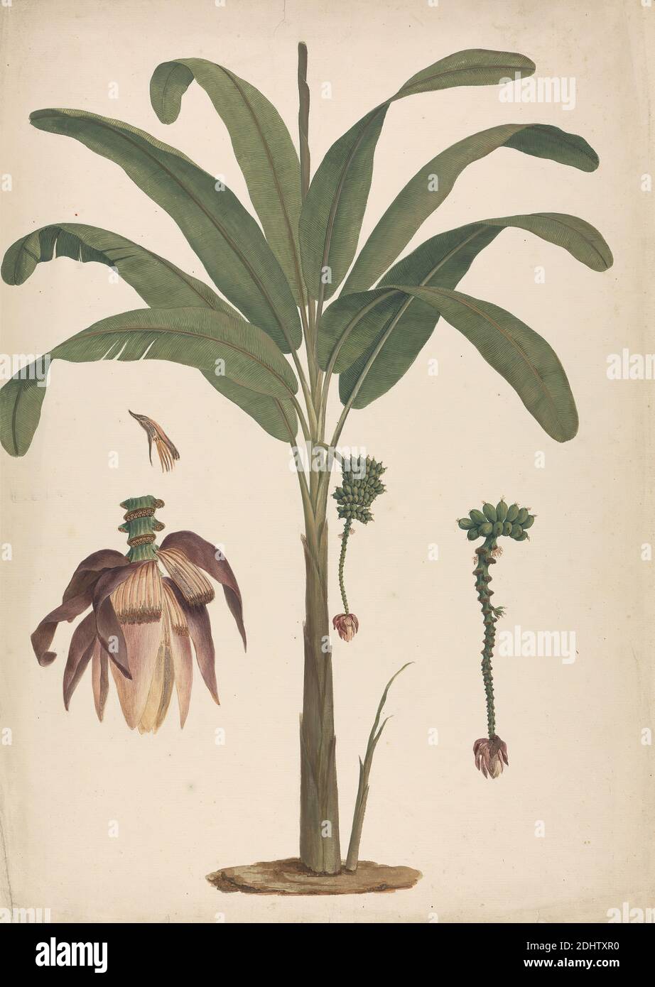 Musa x sapientum L. (Banana) : dessin préliminaire de l'habitude d'un arbre aux fruits, James Bruce, 1730–1794, British, ca. 1769, Graphite sur du papier légèrement épais, modérément texturé, crème, couté, feuille: 20 7/8 × 14 1/8 pouces (53 × 35.9 cm Banque D'Images