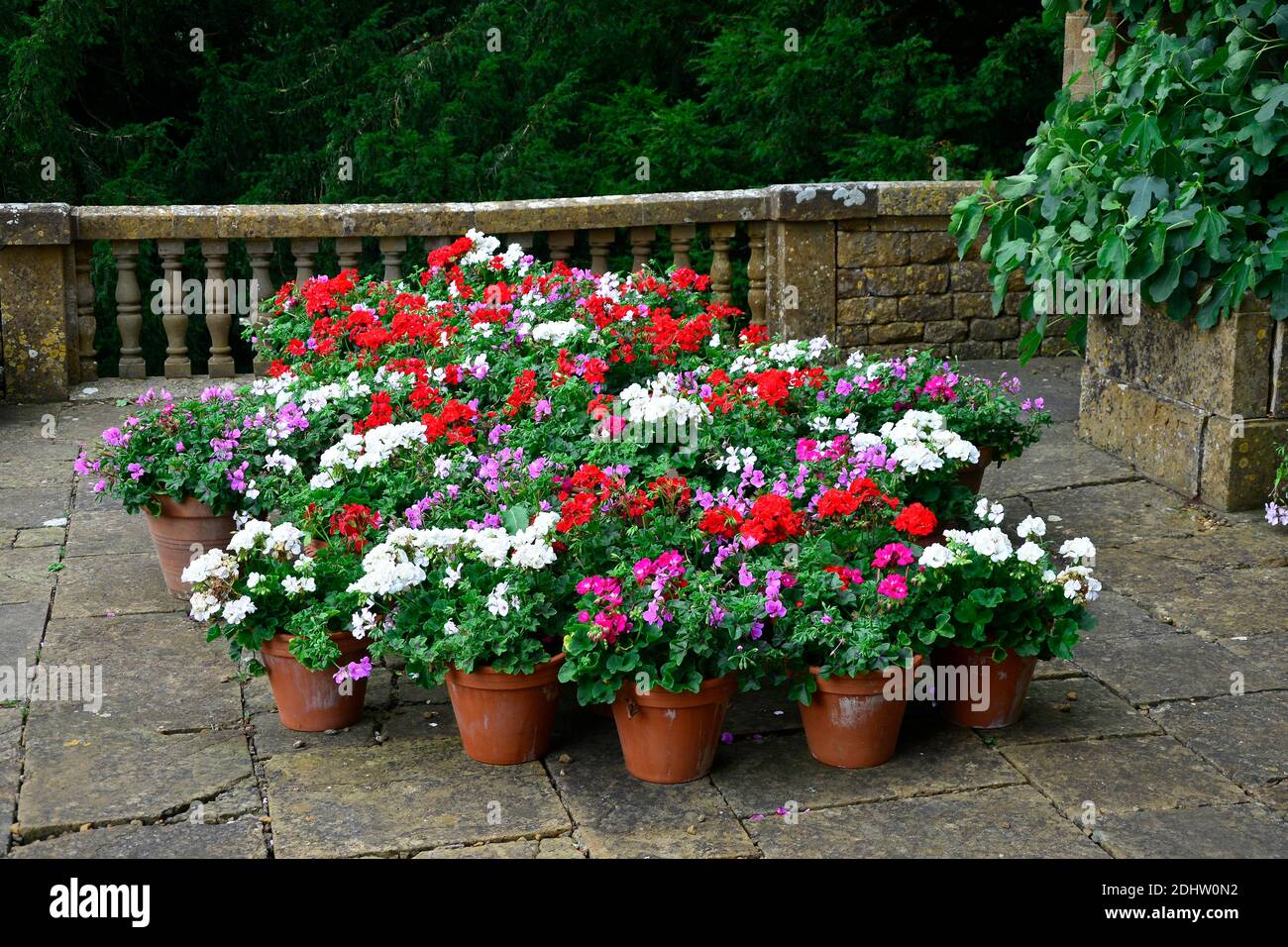 Exposition colorée de géraniums Pelargoniums dans des conteneurs Banque D'Images