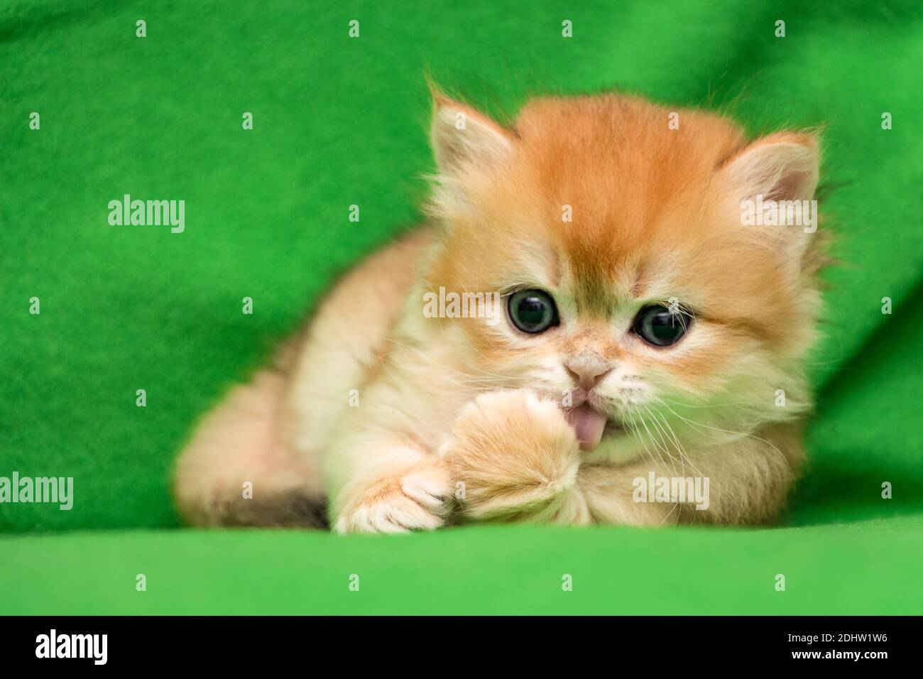 Un Chaton Britannique Charmant Aux Cheveux Rouges Leche Son Patte Couchee Sur Un Arriere Plan Vert Photo Stock Alamy