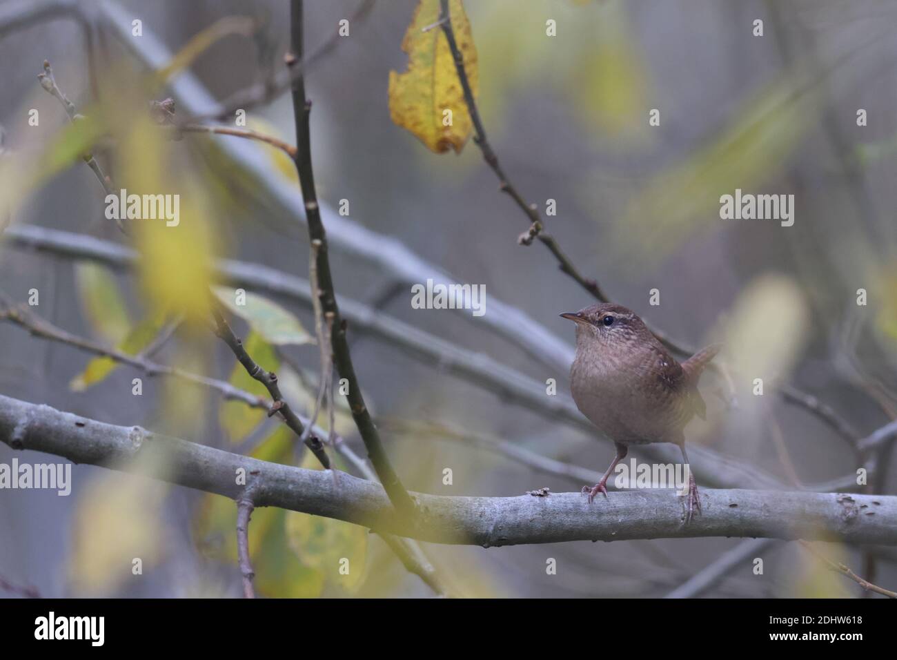 Wren (troglodytes troglodytes) en automne Banque D'Images