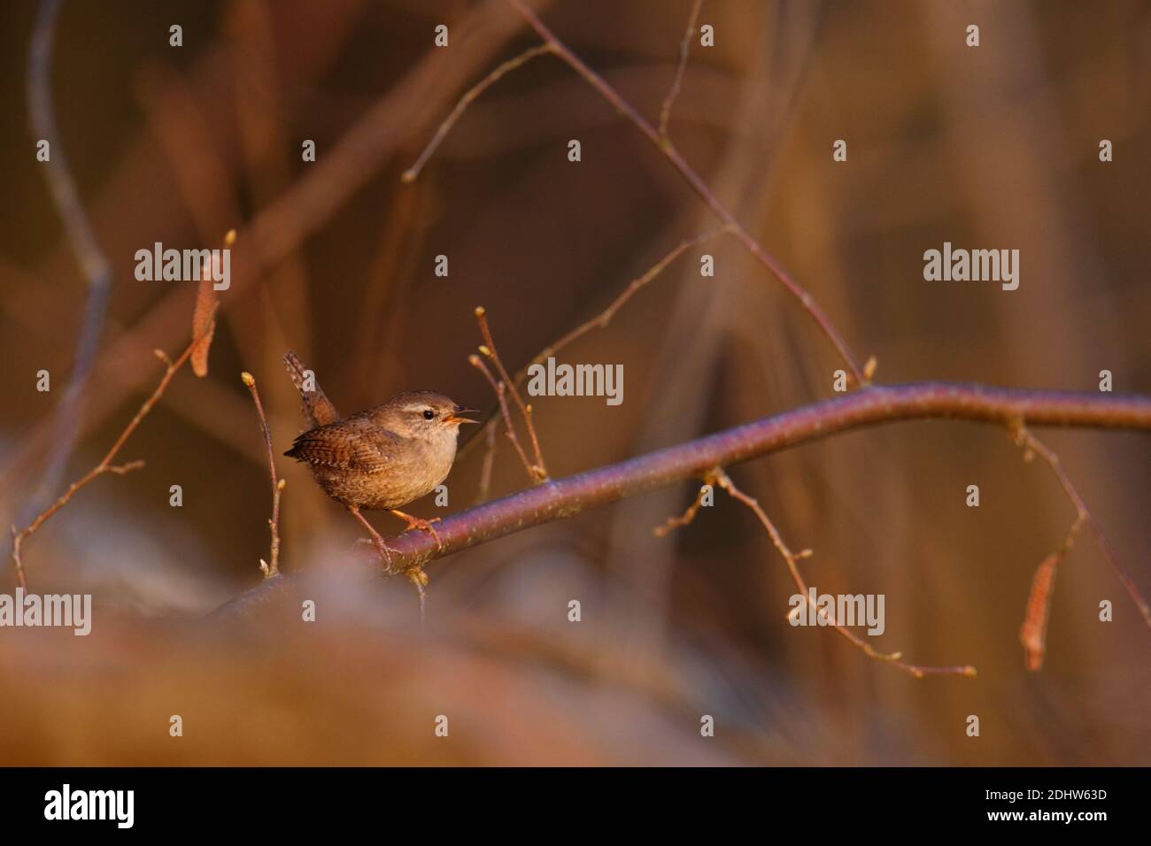 Wren (troglodytes troglodytes) au printemps, en Europe Banque D'Images