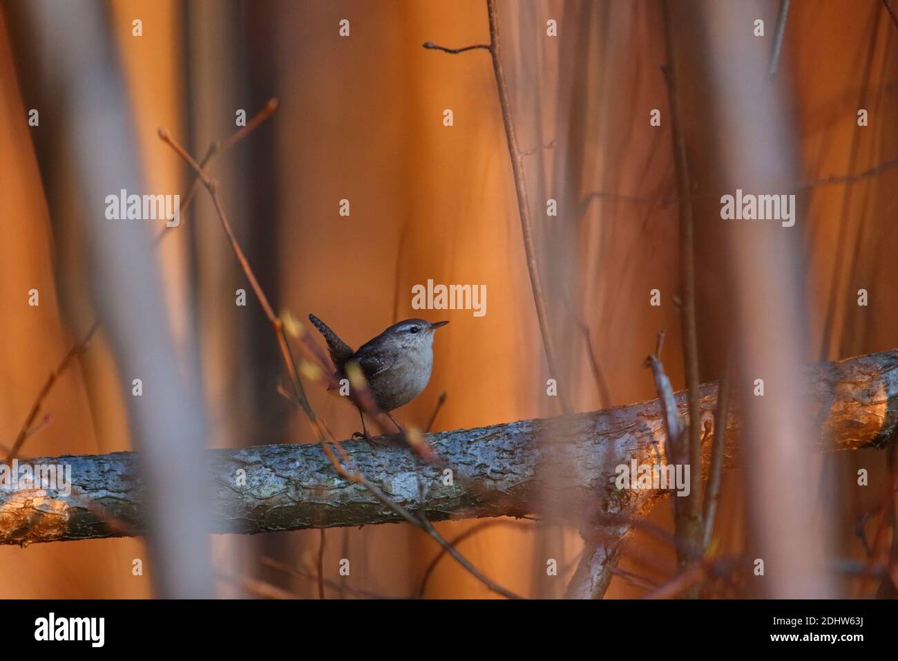 Wren (troglodytes troglodytes) au printemps, en Europe Banque D'Images