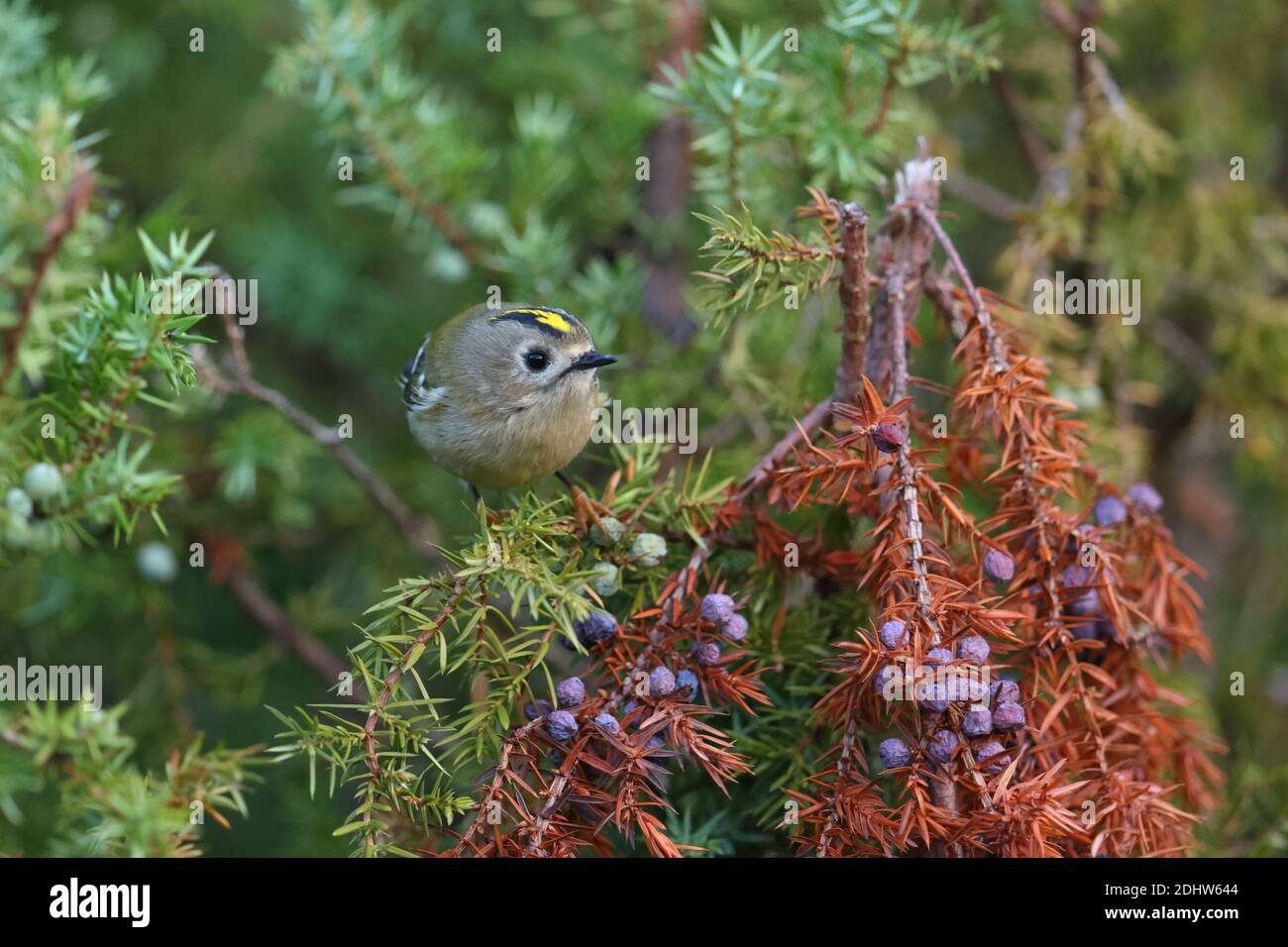 Goldcrest (Regulus regulus) sur le genièvre, Europe Banque D'Images