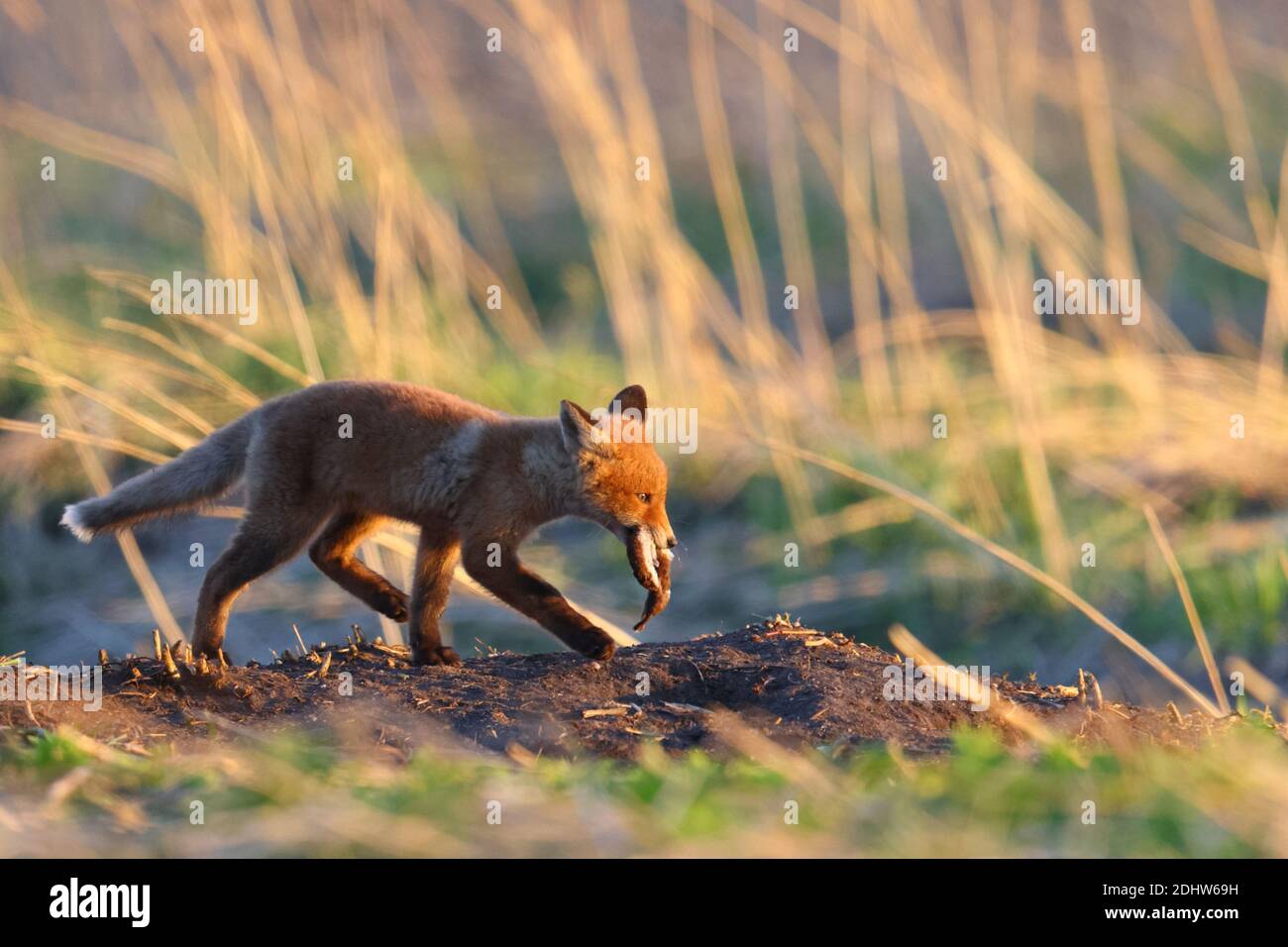 Renard roux (Vulpes vulpes) juvénile avec une moindre belette dans le pré au lever du soleil, Estonie, Europe du Nord. Banque D'Images