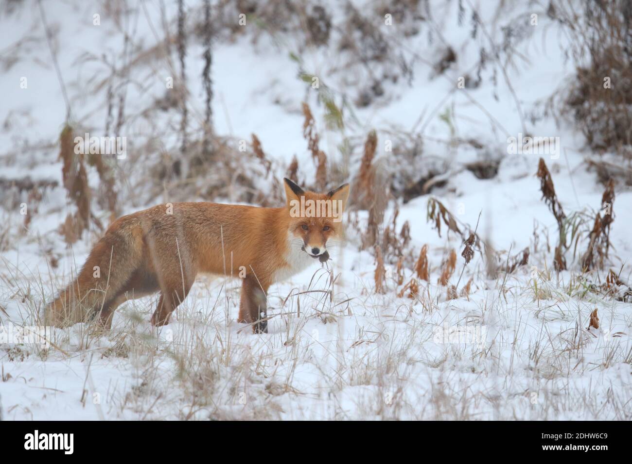 Renard roux (Vulpes vulpes) avec proies (cambriole) en hiver, Europe, Estonie. Banque D'Images