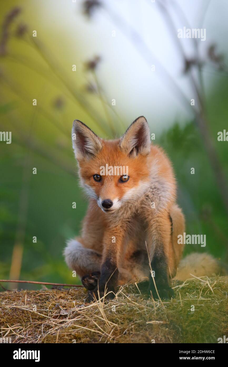 Kit de renard rouge (Vulpes vulpes), Europe. Banque D'Images