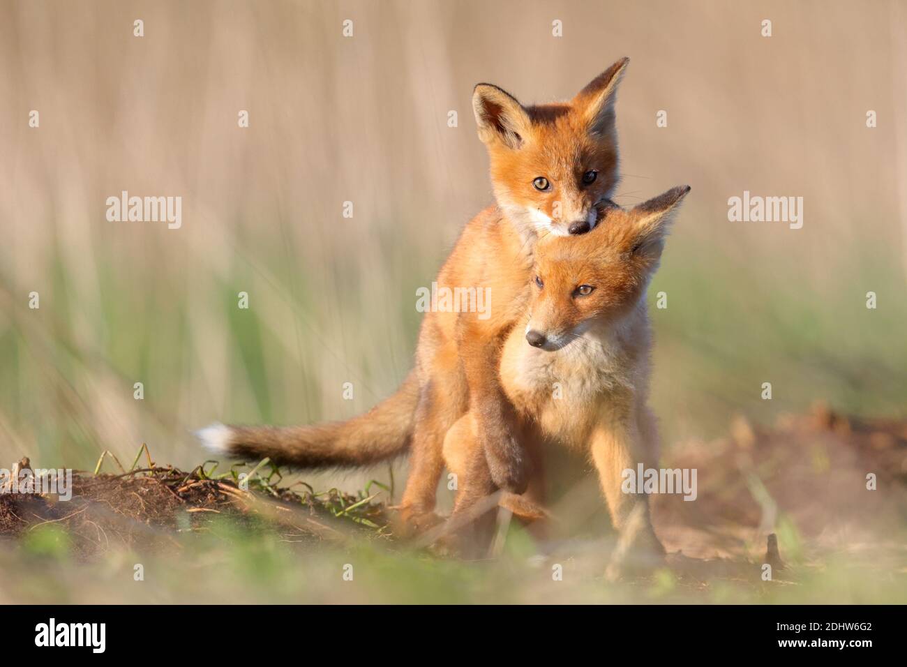 Les petits de renard roux (Vulpes vulpes) jouent à la lutte autour de leur emplacement de den. Estonie, Europe Banque D'Images