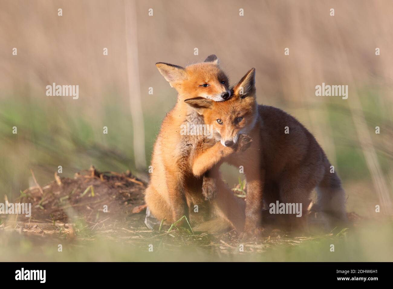 Les petits de renard roux (Vulpes vulpes) jouent à la lutte autour de leur emplacement de den. Estonie, Europe Banque D'Images