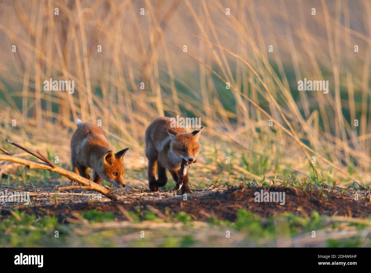 Renard roux (Vulpes vulpes) juvénile avec une moindre belette dans le pré au lever du soleil, Estonie, Europe du Nord. Banque D'Images