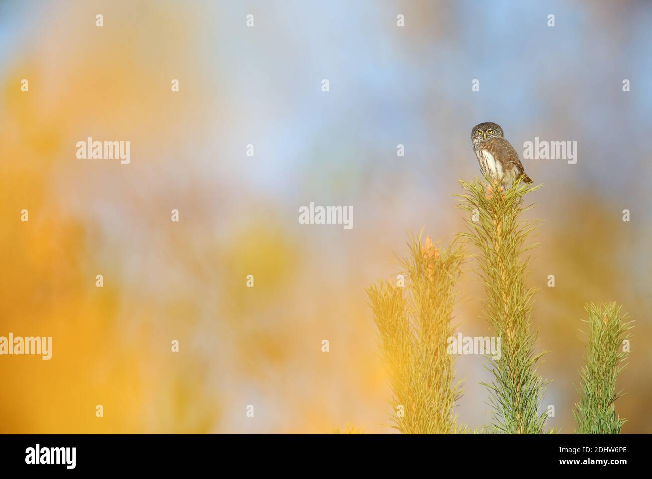 Hibou pygmée (Glaucidium passerinum) à l'automne, en Estonie. Banque D'Images