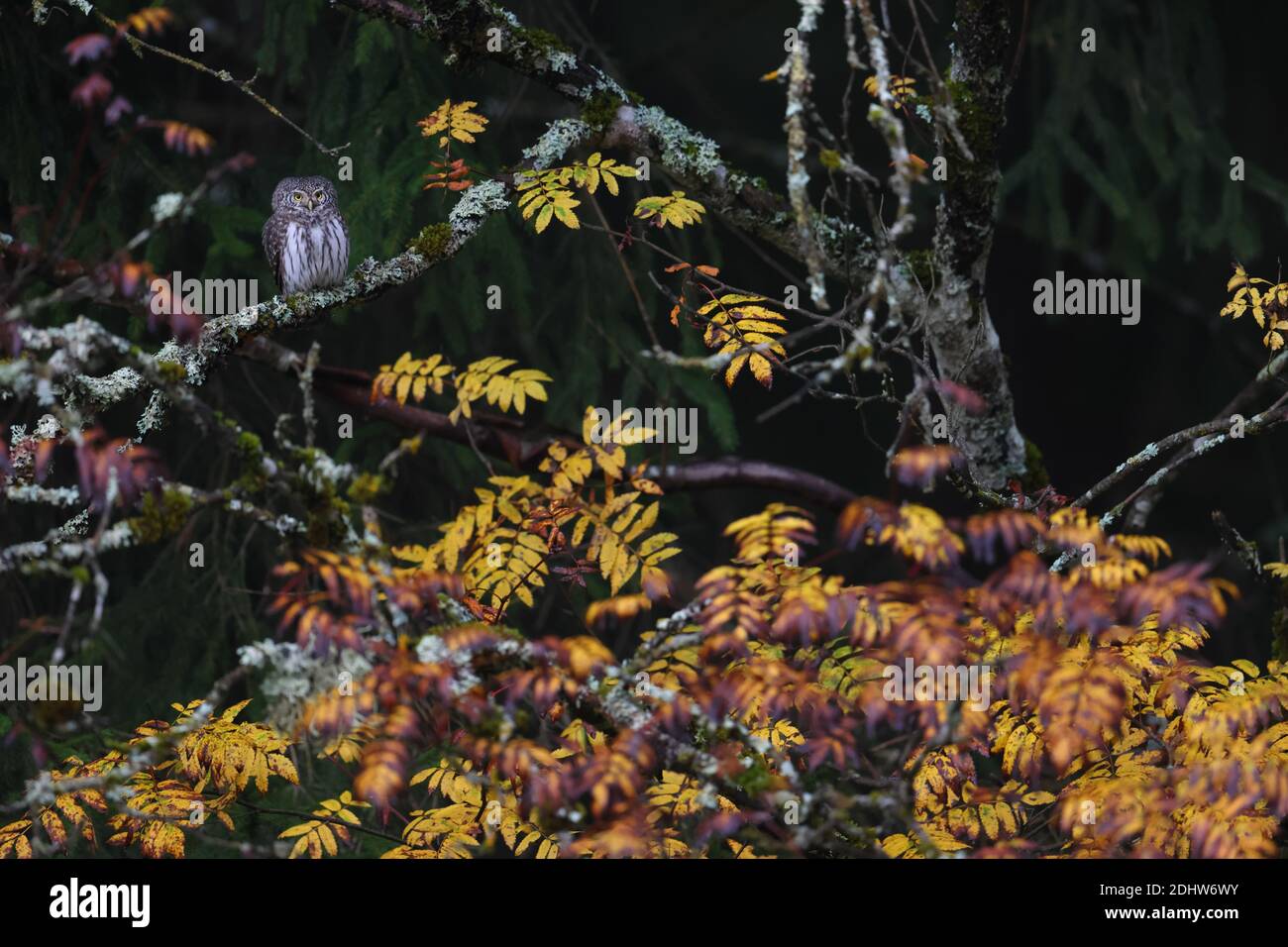 Hibou pygmée (Glaucidium passerinum) à l'automne, en Estonie. Banque D'Images