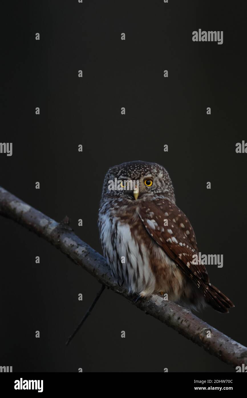 Chasse à la chouette pygmée (Glaucidium passerinum) après le coucher du soleil dans l'obscurité. Europe Banque D'Images