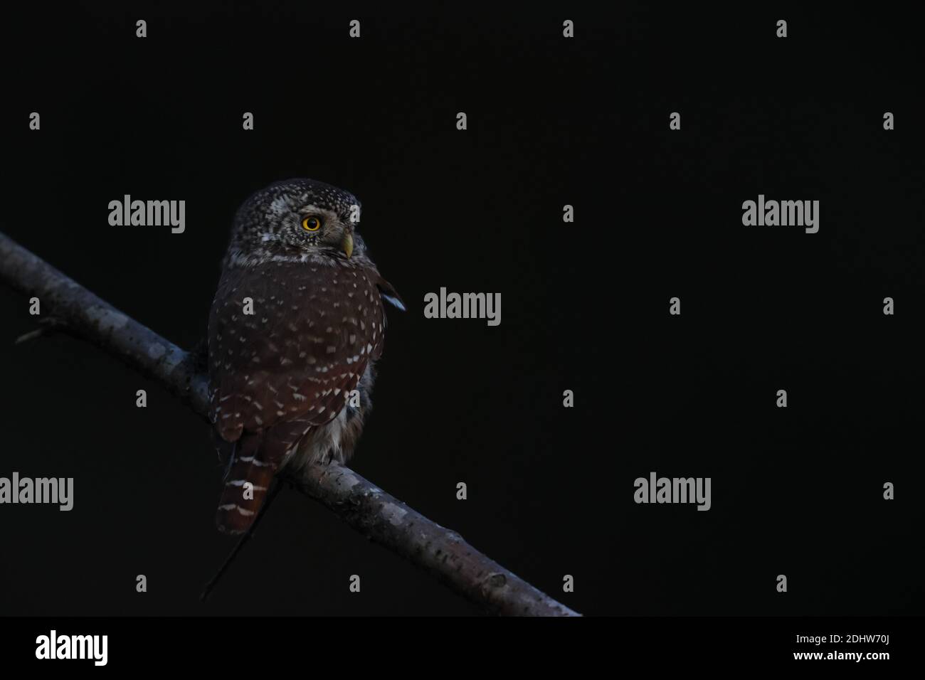 Chasse à la chouette pygmée (Glaucidium passerinum) après le coucher du soleil dans l'obscurité. Europe Banque D'Images