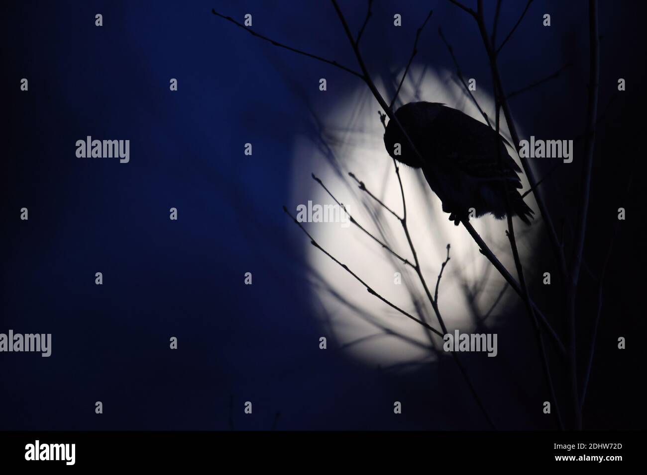 Chasse à la chouette pygmée (Glaucidium passerinum) dans l'obscurité avec une lune. Europe, Estonie. Banque D'Images