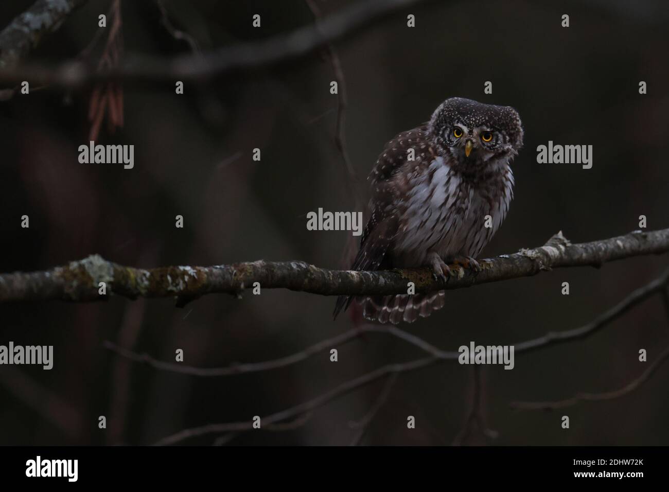 Chasse à la chouette pygmée (Glaucidium passerinum) après le coucher du soleil dans l'obscurité. Europe Banque D'Images