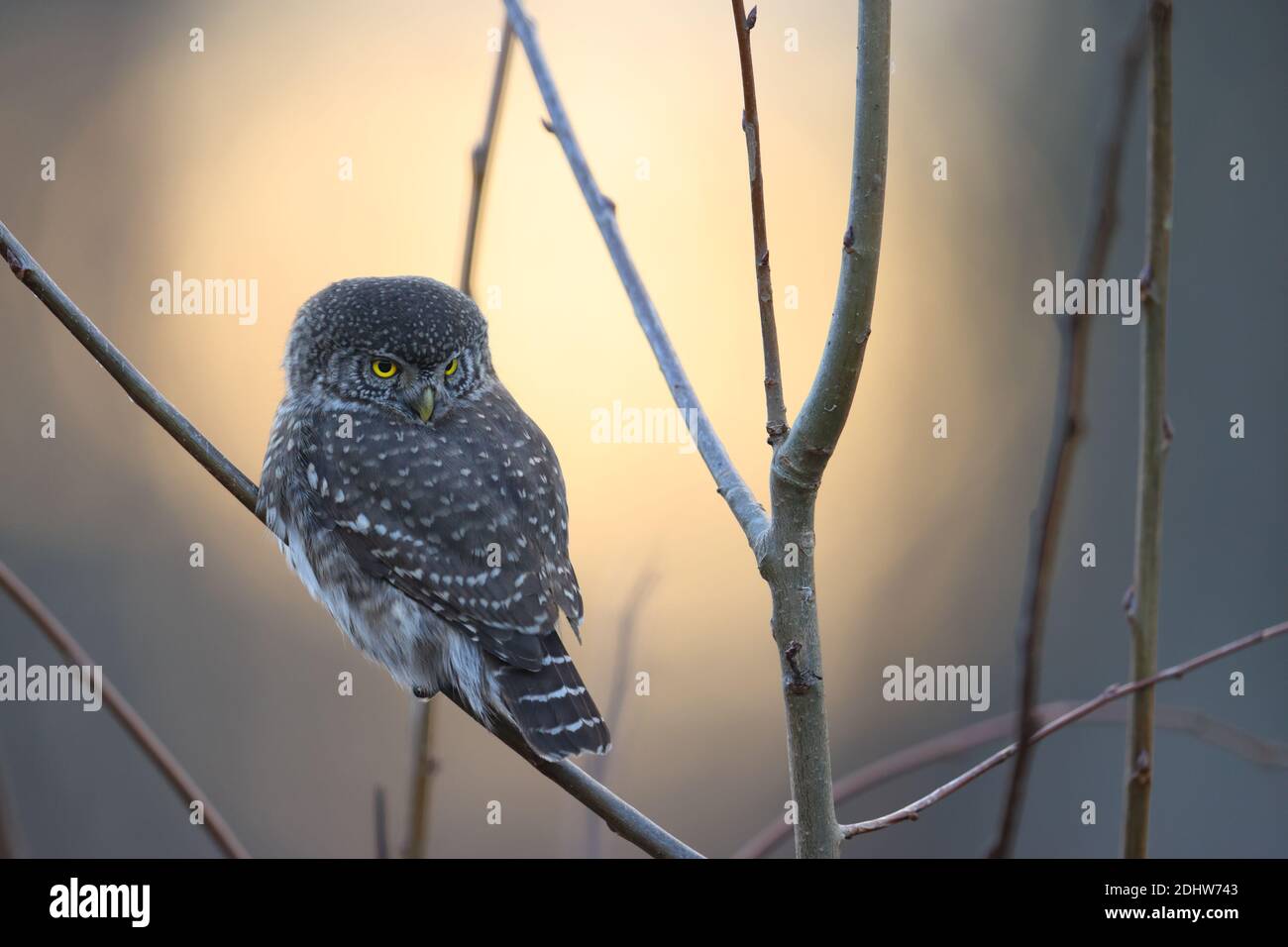 Chouette naine eurasien (Glaucidium passerinum) Banque D'Images