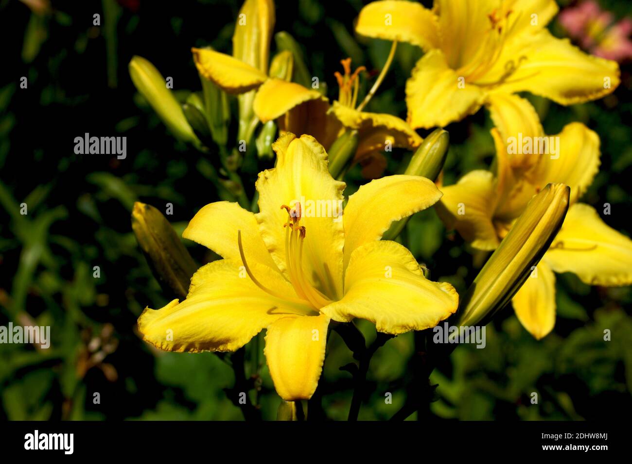 Les araignées de Daylilies à la fincelle jaune fleurissent à l'air libre. Banque D'Images