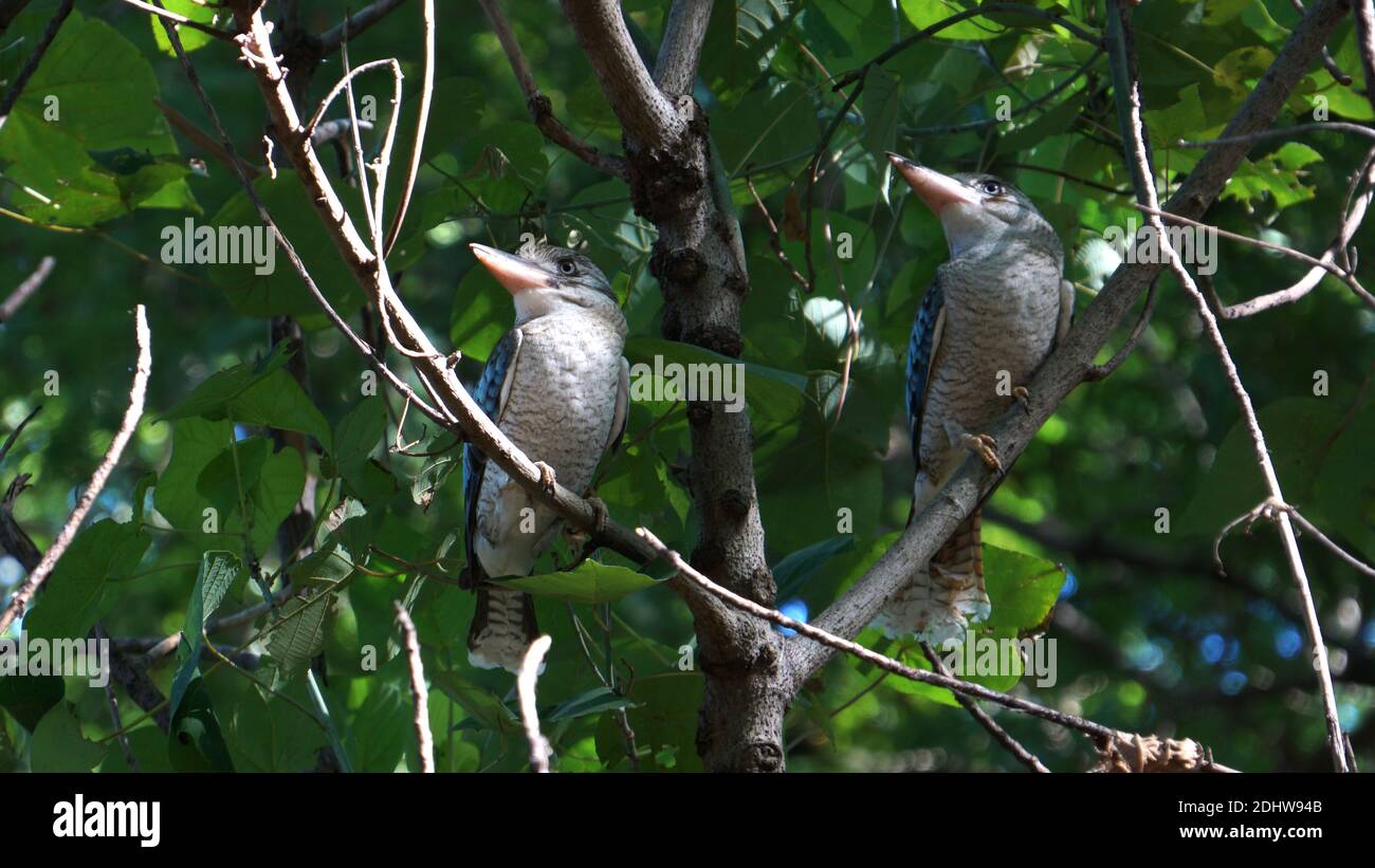 Kookaburra oiseau perching sur la branche d'un arbre. Banque D'Images