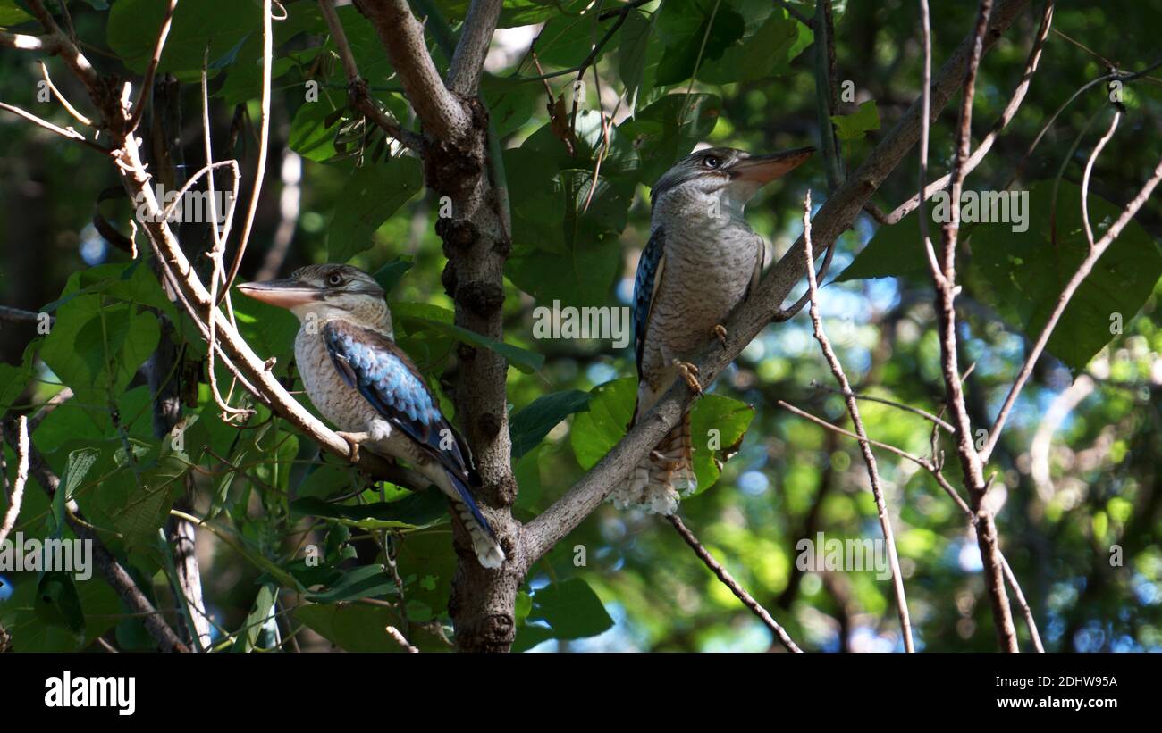 Kookaburra oiseau perching sur la branche d'un arbre. Banque D'Images