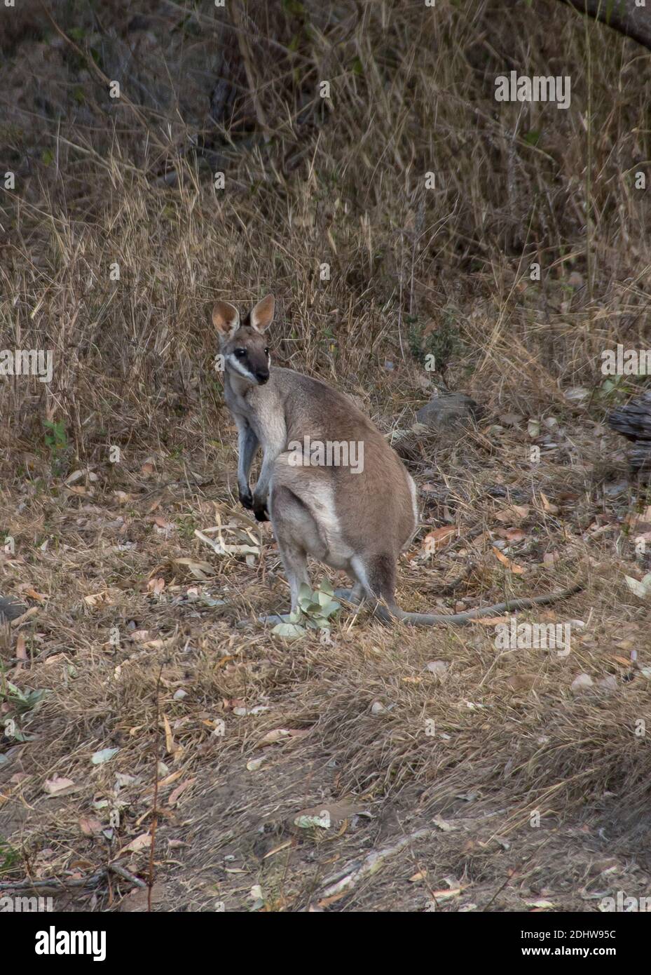 Wallaby en queue de cheval, wallaby en forme de jolie face, macropus parryi. Sauvage dans le Bush dans le sud-est du Queensland, en Australie. Banque D'Images