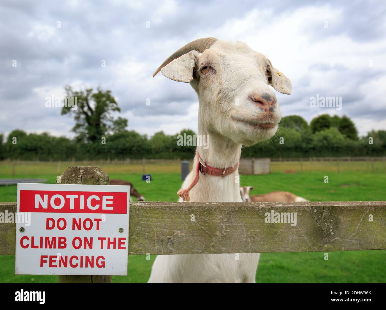 Nanny Goat triché debout sur une clôture à côté d'un panneau d'avertissement Banque D'Images
