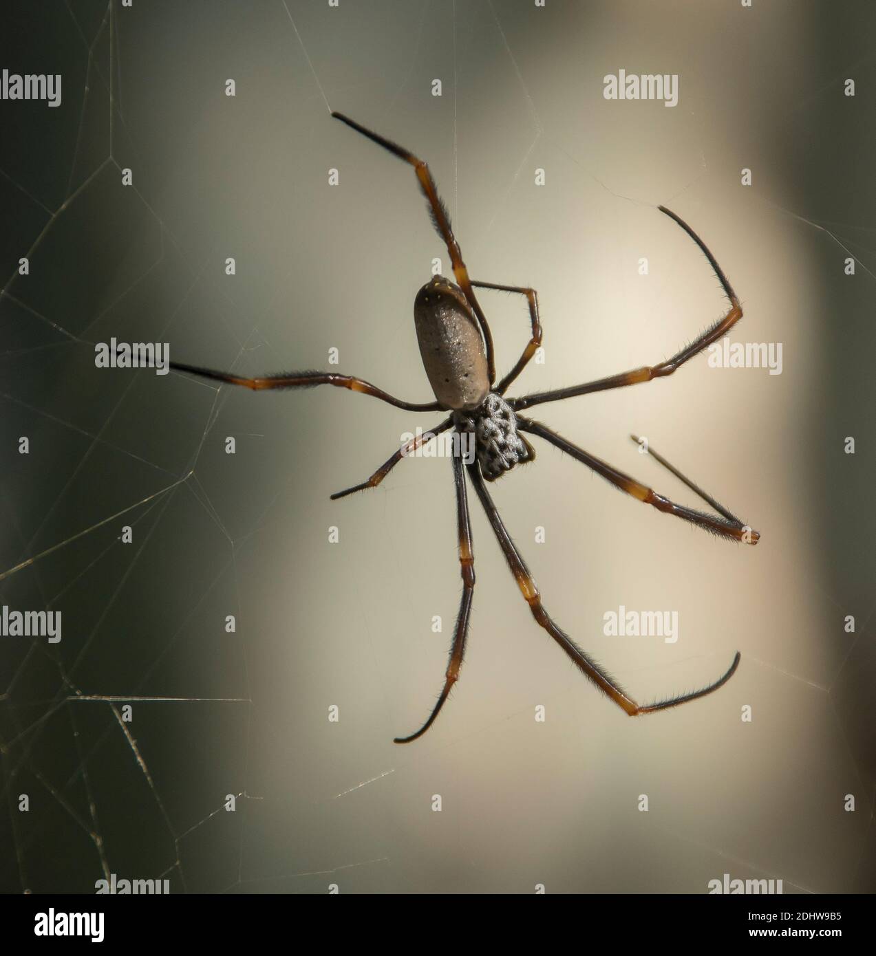 Araignée dorée, néphila plumipes. Gros plan de la femme dans son web dans le jardin du Queensland, en Australie. Banque D'Images