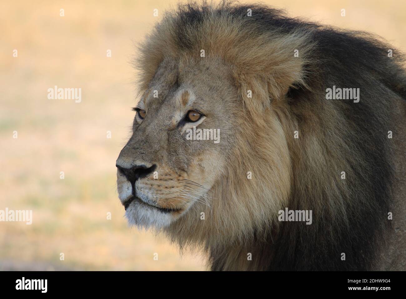 Cecil le Lion le portrait de tête (2012) - le beau Lion Chassé et tué en 2015 Banque D'Images