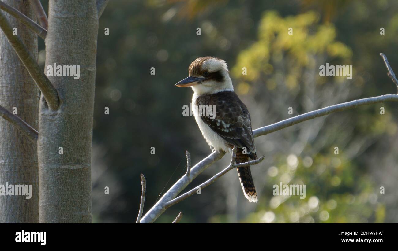 Kookaburra oiseau perching sur la branche d'un arbre. Banque D'Images