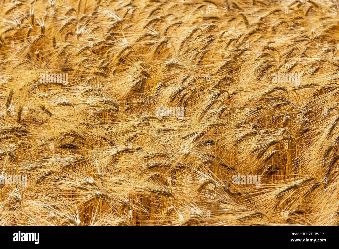 Ein Getreidefeld mit Gerste wartet auf die Ernte. Symbolfoto für Landwirtschaft und gesunde Ernährung. Banque D'Images