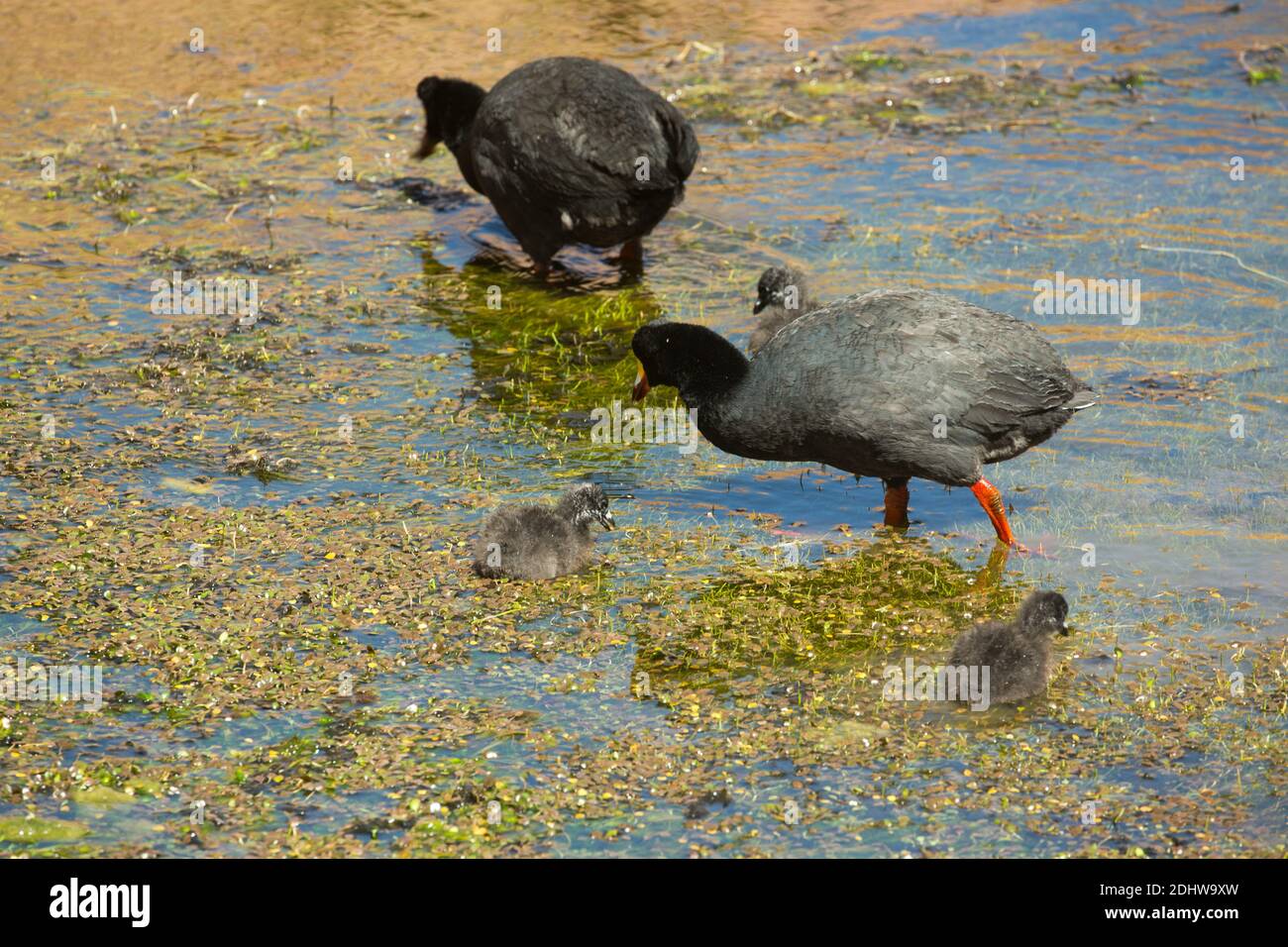 Des cottes géantes (fulica gigantea) avec des poussins nichant dans les terres humides de Rio Putana, en haut des Andes, au-dessus de San Pedro de Atacama, désert d'Atacama, Chili Banque D'Images